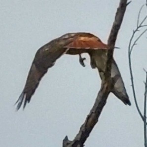 Fundraising Page: Tamara Somasundaran